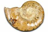 Jurassic Ammonite (Euaspidoceras) Fossil - Madagascar #365334-1